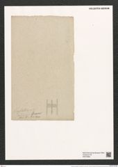 Ardissonia crystallina var. insignis Grun. (de-Toni-Nr.: Genus 68, Species 2675) Zeichnungen Sammlung Grunow (NHMW-BOT-W0373890)